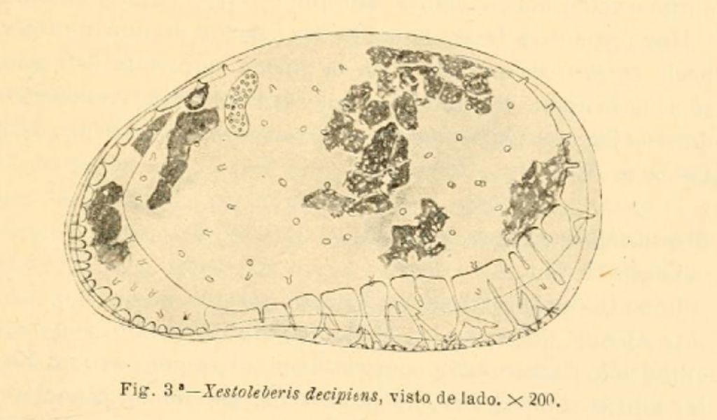 Proviamoci con gli Ostracodi marini